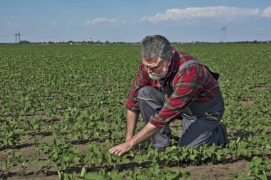 Soya fasulyesi tarlasında tarımcı