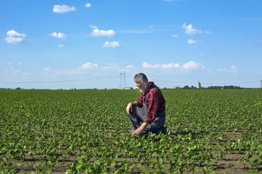 Soya fasulyesi tarlasında tarımcı