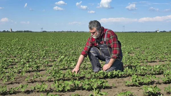 Agronomista na poli sóji — Stock fotografie