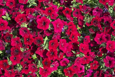 Kırmızı petonyalar