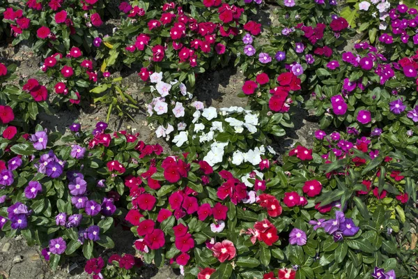 Цветки Винки разноцветные — стоковое фото