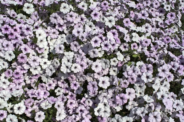 Petonias blancas —  Fotos de Stock