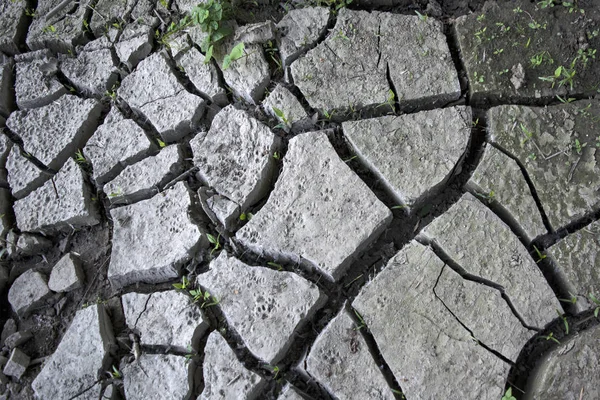 Terre fissurée - changement climatique — Photo