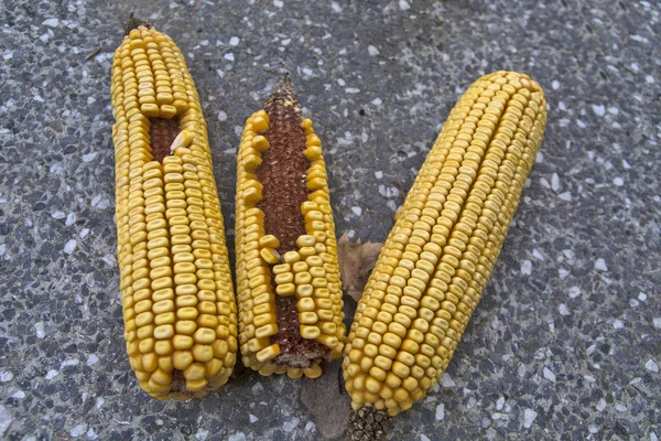 Trzech kolb kukurydzy — Zdjęcie stockowe