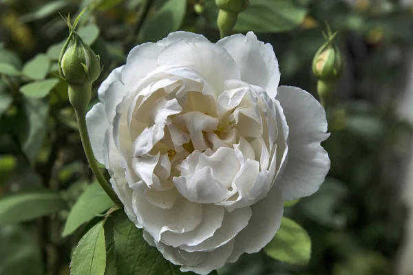 Biała róża i pączek — Zdjęcie stockowe