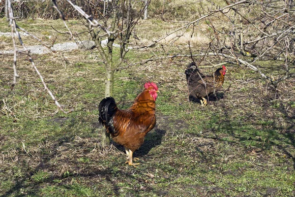 Kakas Tyúk Vidéki Udvaron Szabadon Sétálnak Természetes Ételeket Keresnek — Stock Fotó