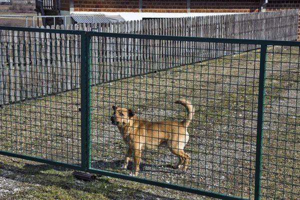 Evcil Bir Köpek Karışımı Bahçesini Korur Korur Kimsenin Geçmesine Izin — Stok fotoğraf