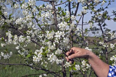 Meyvelerdeki çiçeklerin kalitesini görsel olarak kontrol eden bir çiftçinin eli.