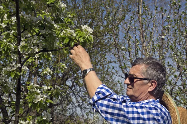 Farmer in his orchard control the quality of flowering fruit trees.