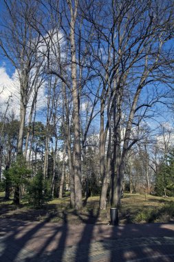Parkta kar ve ağaçsız kış uzun gölgeler bırakır..
