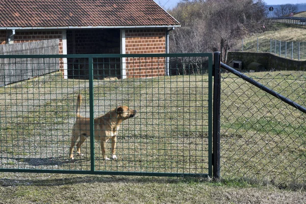 Mélange Chiens Domestiques Garde Protège Cour Nous Permettons Personne Passer — Photo