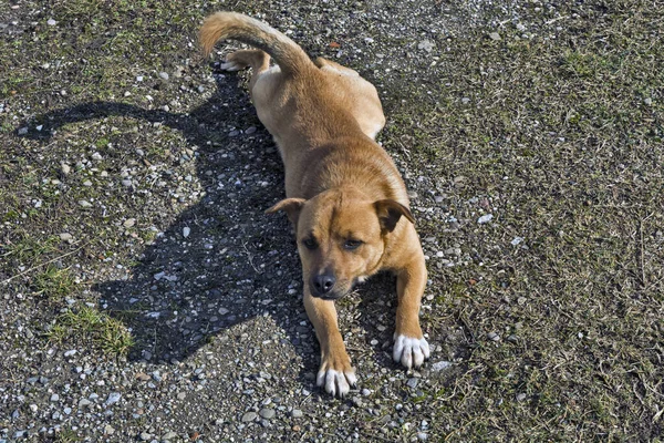 Sebuah Campuran Anjing Domestik Menjaga Dan Melindungi Halamannya Kami Tidak — Stok Foto