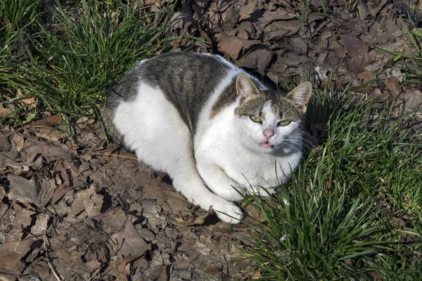 Domowy Kot Pozuje Odpoczywa Wczesnym Wiosennym Słońcu Trawie — Zdjęcie stockowe