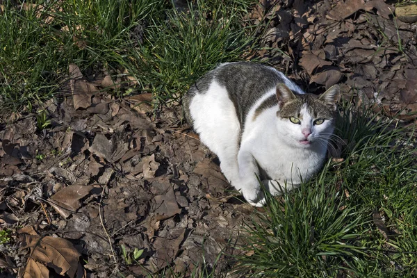 Gato Home Poses Descansa Sol Adiantado Mola Grama — Fotografia de Stock