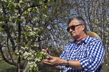 Meyve bahçesindeki çiftçi çiçek açan meyve ağaçlarının kalitesini kontrol eder..