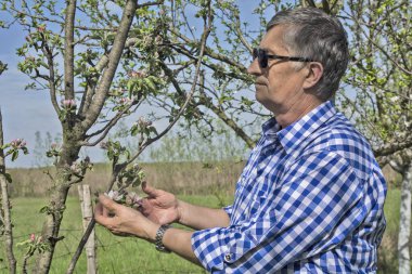 Meyve bahçesindeki çiftçi çiçek açan meyve ağaçlarının kalitesini kontrol eder..