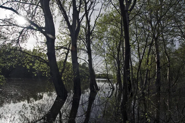 Cinturón Forestal Junto Río Sumergido Por Agua Manantial — Foto de Stock