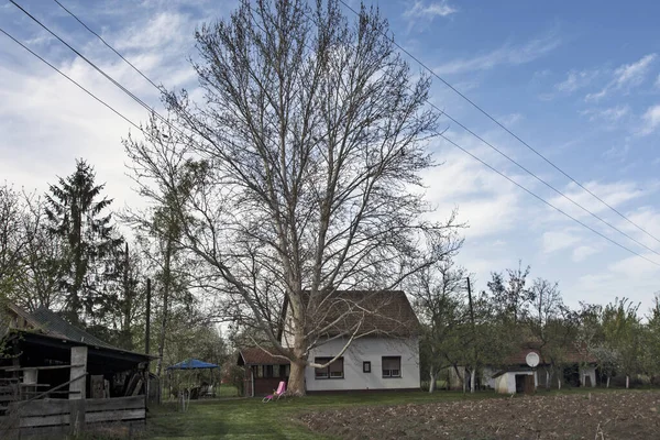 Ağaçların Dallandığı Bir Ağacın Gölgesinde Güzel Bir Tatil Evi — Stok fotoğraf