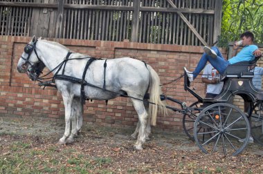 Aradac, Sırbistan, 07 Eylül 2019. Kutlama için kiralanan at sahibi ve atlar gölgede dinleniyor.