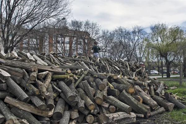 Zrenjanin Sırbistan Nisan 2018 Odun Yığınlarının Tepesindeki Işçiler Satılık Kütükleri — Stok fotoğraf