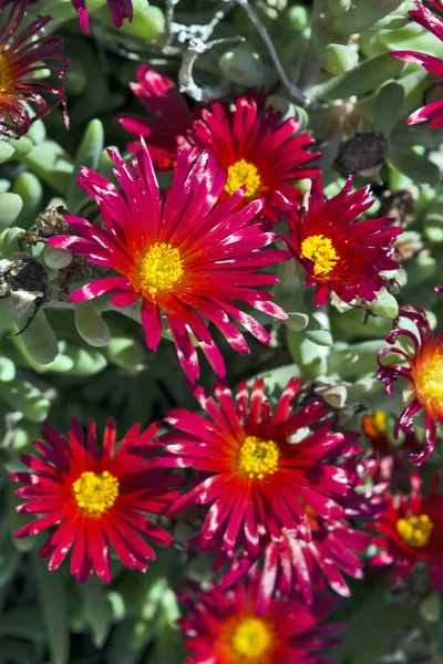 Bella Pianta Cactus Del Genere Delosperma Fioriscono Nel Sfidare Sole — Foto Stock