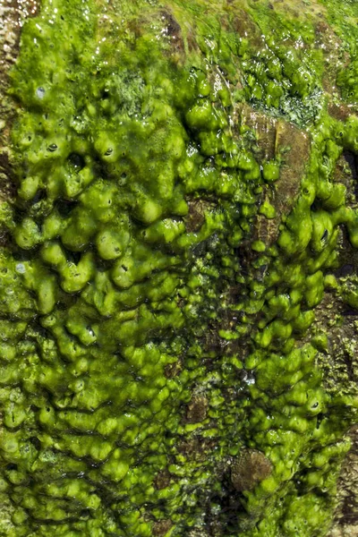 水が流れる海水の近くの岩 強い日光によって生じた緑藻 — ストック写真