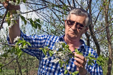 Meyve bahçesindeki çiftçi çiçek açan meyve ağaçlarının kalitesini kontrol eder..