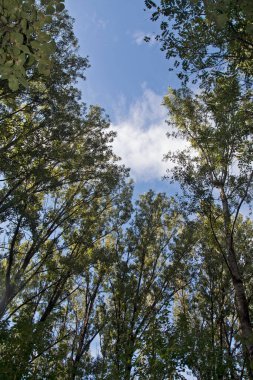 Yazın mavi gökyüzünün dallarının arasından bir manzara..