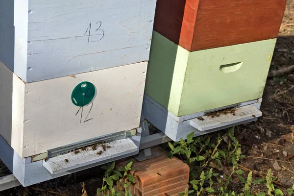 Forest Hives Bees Early Spring — Stock Photo, Image