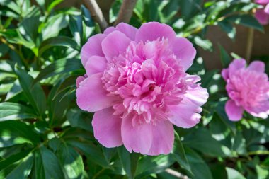 Bahar güneşinde tek güzel pembe şakayık çiçeği.