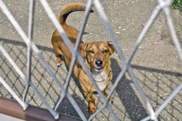 Pequeno Cão Agressivo Não Permite Acesso Quintal Portão Ele Ladra — Fotografia de Stock