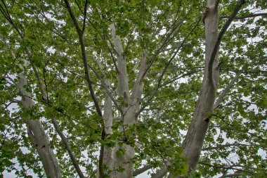Eski Platanus 'un büyük dallı bir ağacı, güzel bir gölge yaratır..
