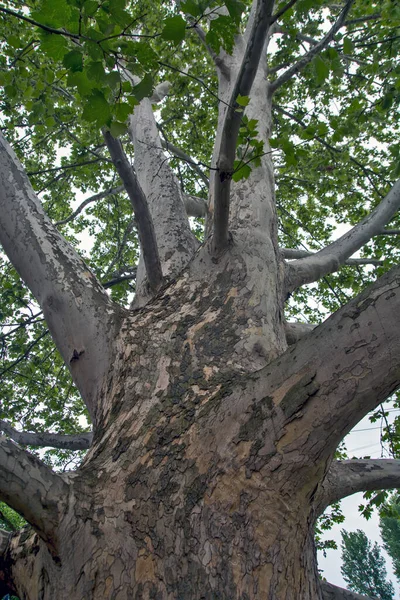 Large Branched Tree Old Platanus Which Creates Nice Shade — Stock Photo, Image