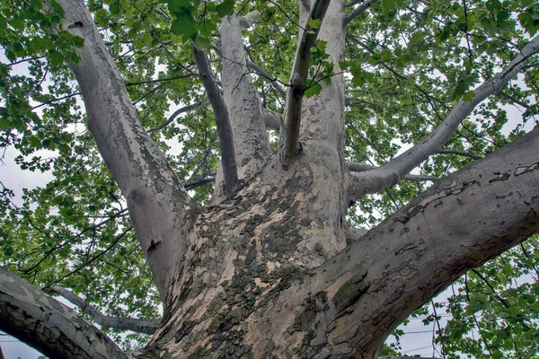 Ett Stort Förgrenat Träd Den Gamla Platanus Vilket Skapar Fin — Stockfoto