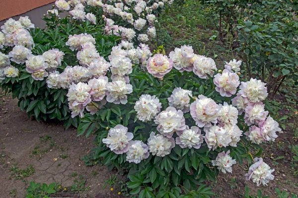 Beautiful groomed bush flowering flowers peony in the garden of the house.