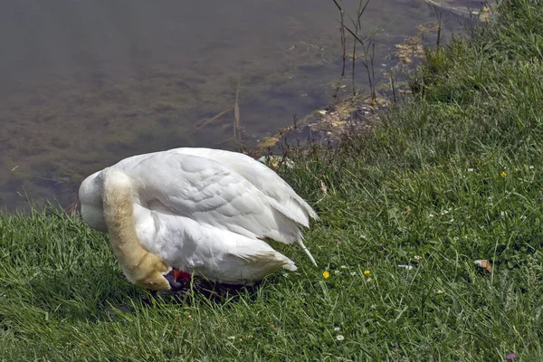 緑の芝生の上の湖で白い白鳥は 朝の衛生を実行します — ストック写真