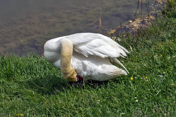 Cisne Blanco Junto Lago Hierba Verde Realiza Higiene Matutina —  Fotos de Stock