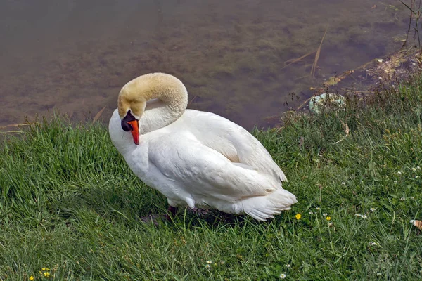 Cisne Blanco Junto Lago Hierba Verde Realiza Higiene Matutina —  Fotos de Stock