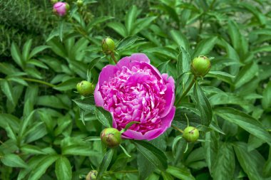 Bahar güneşinde tek güzel pembe şakayık çiçeği.