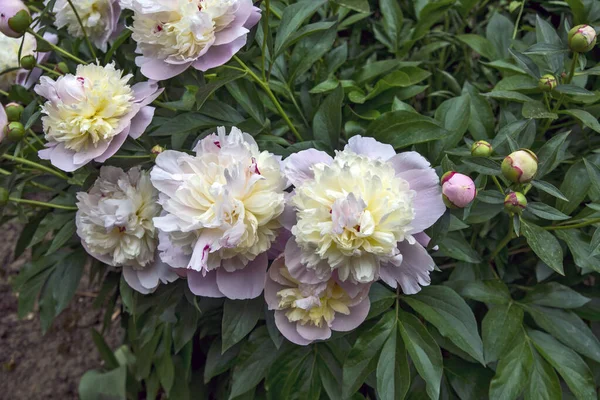Beautiful groomed bush flowering flowers peony in the garden of the house.