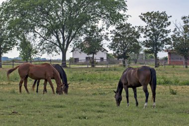 Akşamları otlayan bir grup genç at. At çiftliğinde atlar yetişir..