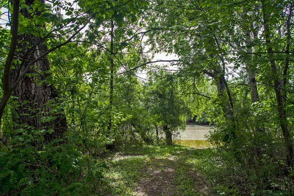 Blick Auf Einen Schönen Und Friedlichen See Umgeben Von Laubwald — Stockfoto