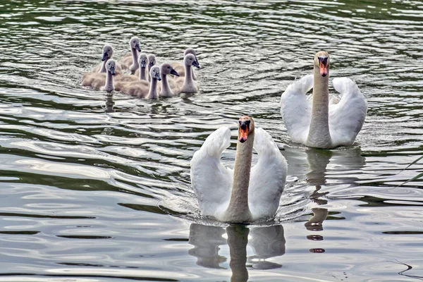 Familia Los Cisnes Nueve Pequeños Cisnes Navegan Contentos Río Voivodina —  Fotos de Stock