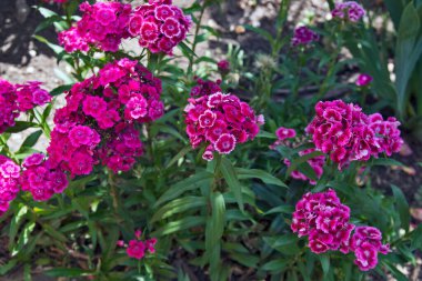 Güzel ve dekoratif Türk karanfil çiçekleri birçok çiçek bahçesini süslüyor.