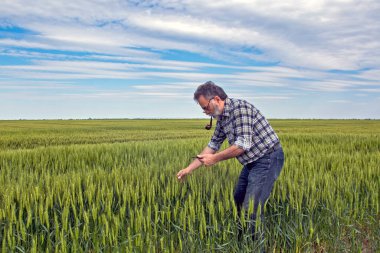 Tarlada bir çiftçi erken buğdayın kalitesini kontrol eder. Kontrol tablet bilgisayarına yardım ediyor..