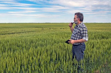 Tarlada bir çiftçi erken buğdayın kalitesini kontrol eder. Kontrol tablet bilgisayarına yardım ediyor..