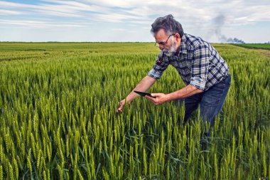 Tarlada bir çiftçi erken buğdayın kalitesini kontrol eder. Kontrol tablet bilgisayarına yardım ediyor..