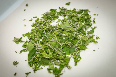 İpekböceği. Caterpillar (Grub).