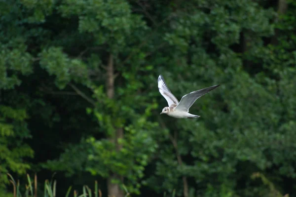 Burung camar dalam penerbangan . — Stok Foto