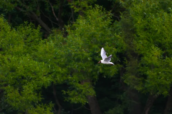 Gaviota en vuelo . —  Fotos de Stock